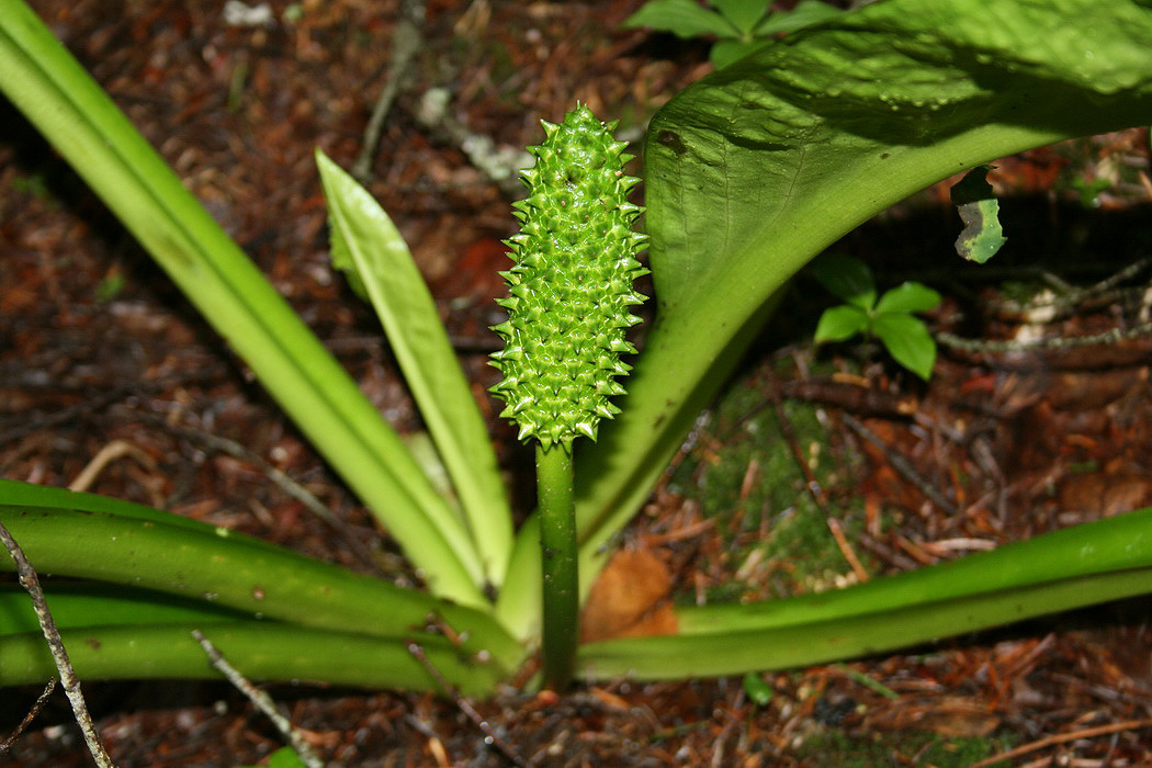 Image of Lysichiton camtschatcensis specimen.