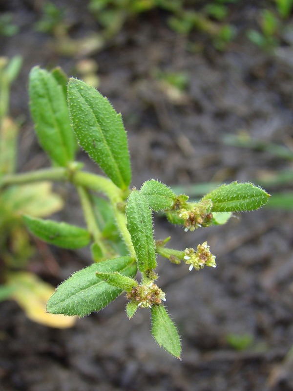 Изображение особи Euclidium syriacum.