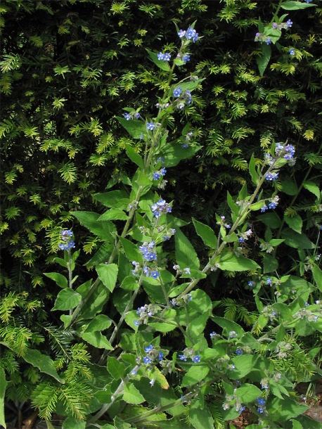 Image of Pentaglottis sempervirens specimen.