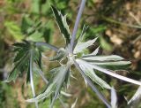 Eryngium planum. Верхушечные листья. Украина, г. Запорожье, возле Гребного канала. 03.08.2012.