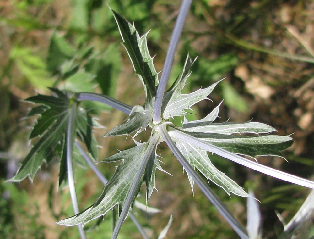 Изображение особи Eryngium planum.