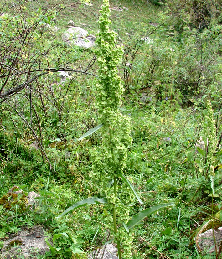 Изображение особи Rumex crispus.