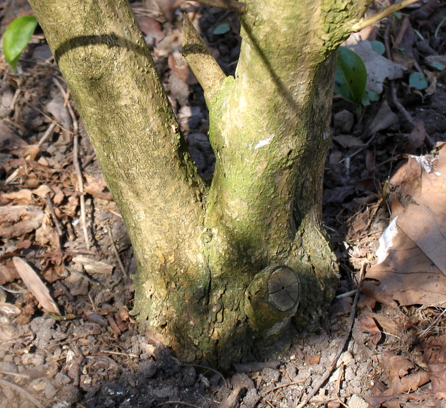 Image of Callicarpa japonica specimen.