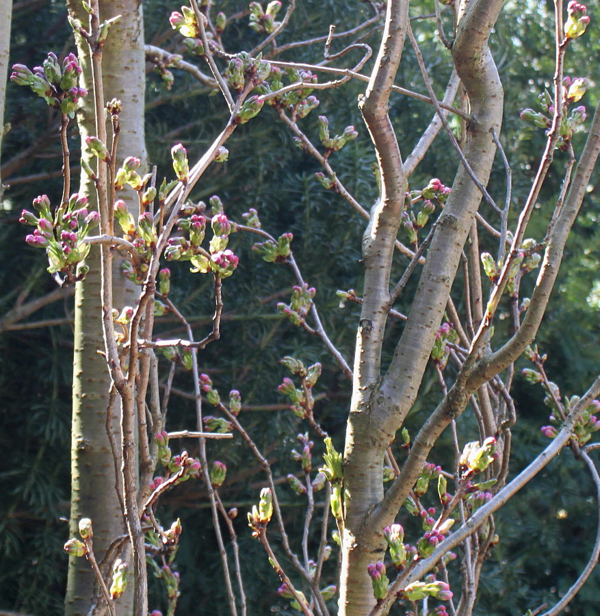 Изображение особи Prunus serrulata.