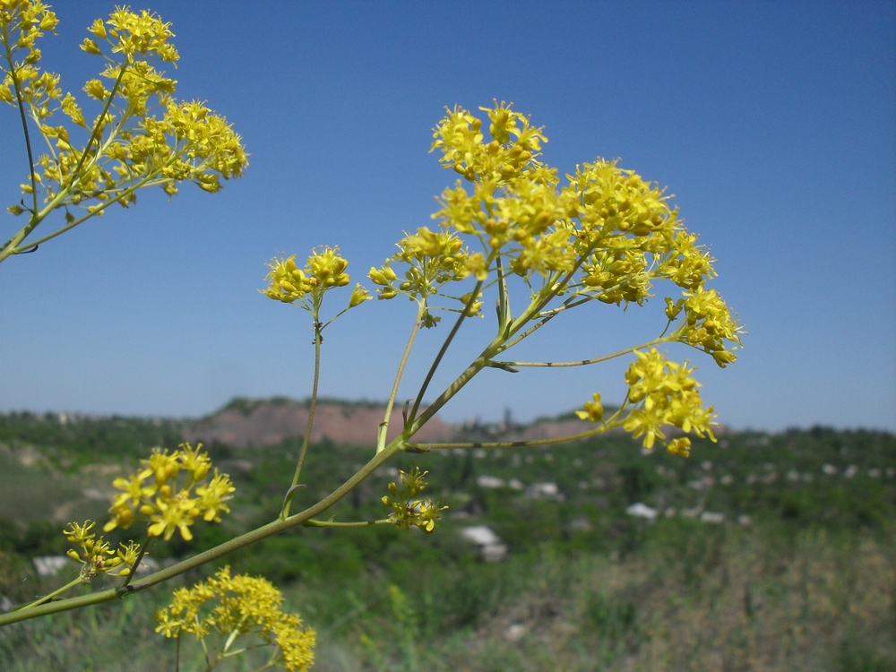 Изображение особи Isatis campestris.