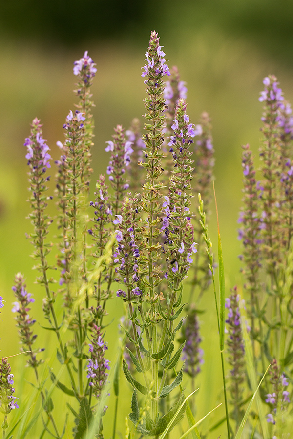 Image of Salvia tesquicola specimen.