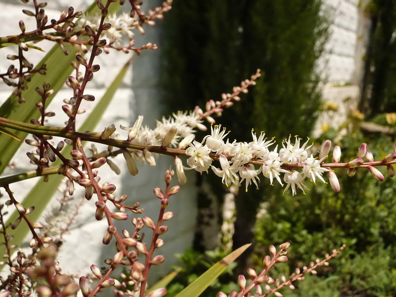 Изображение особи Cordyline australis.