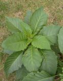 genus Brugmansia. Верхушка побега. Украина, г. Запорожье, возле дома. 13.09.2013.