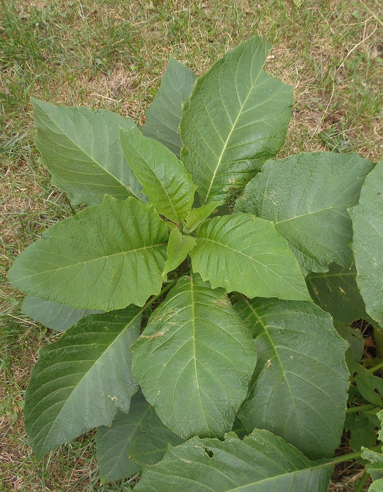 Image of genus Brugmansia specimen.