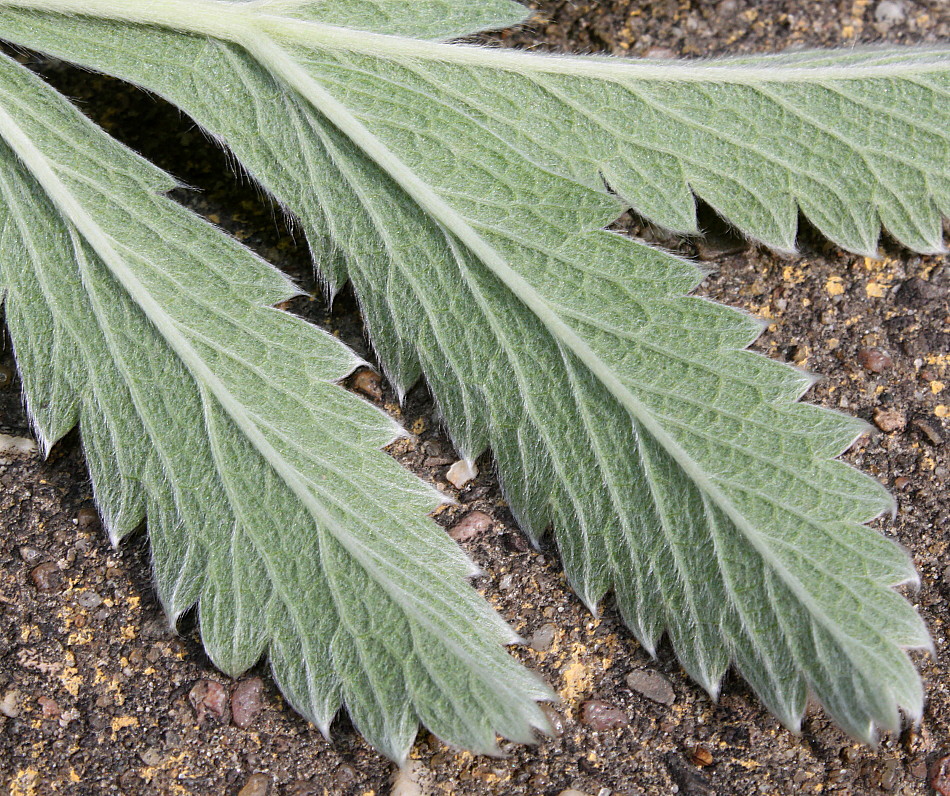 Image of genus Potentilla specimen.