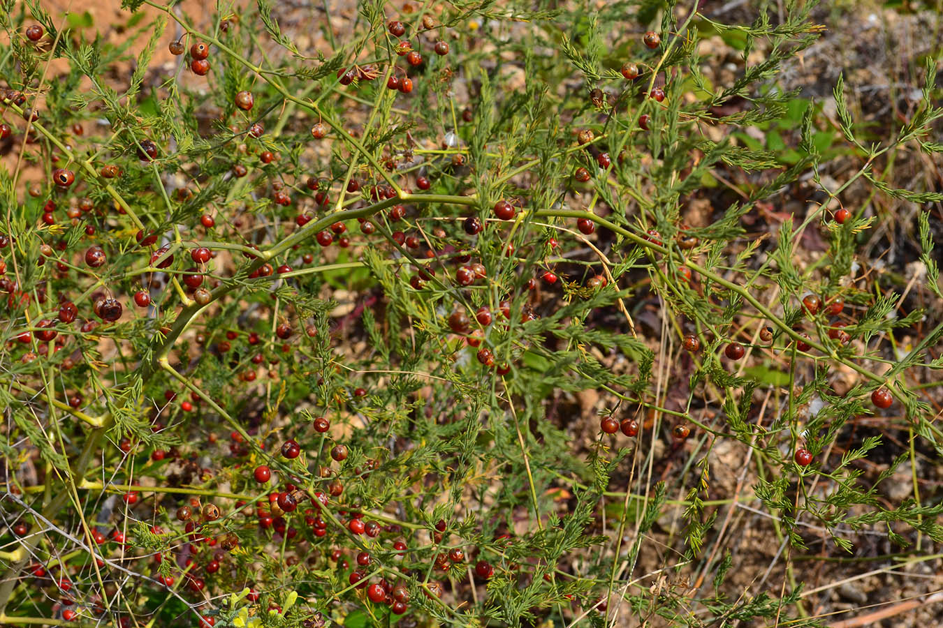 Image of Asparagus officinalis specimen.