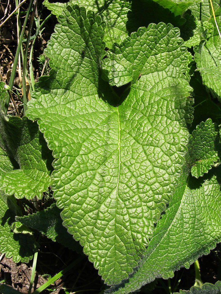 Image of Phlomoides tuberosa specimen.