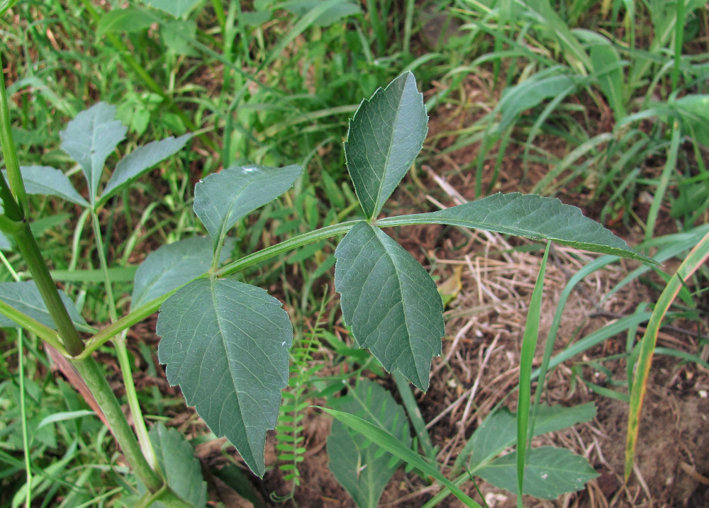 Image of Dahlia &times; cultorum specimen.