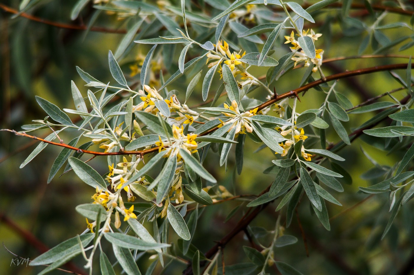 Image of Elaeagnus angustifolia specimen.