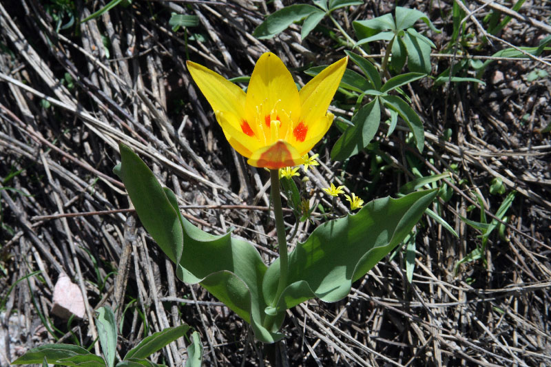 Image of Tulipa tschimganica specimen.