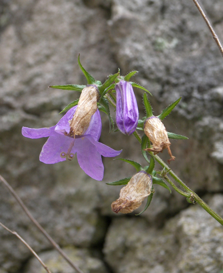 Image of Campanula bzybica specimen.