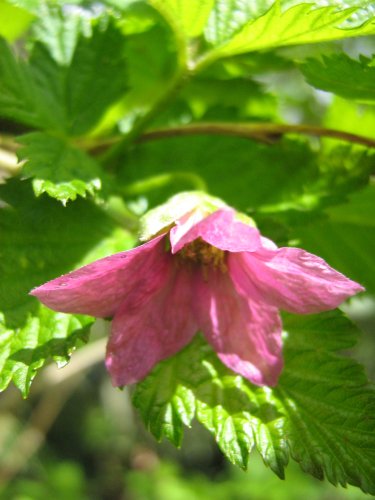 Image of genus Rubacer specimen.