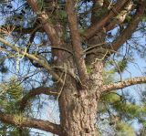 Pinus rigida. Скелетные ветви кроны. Германия, г. Дюссельдорф, Ботанический сад университета. 10.03.2014.