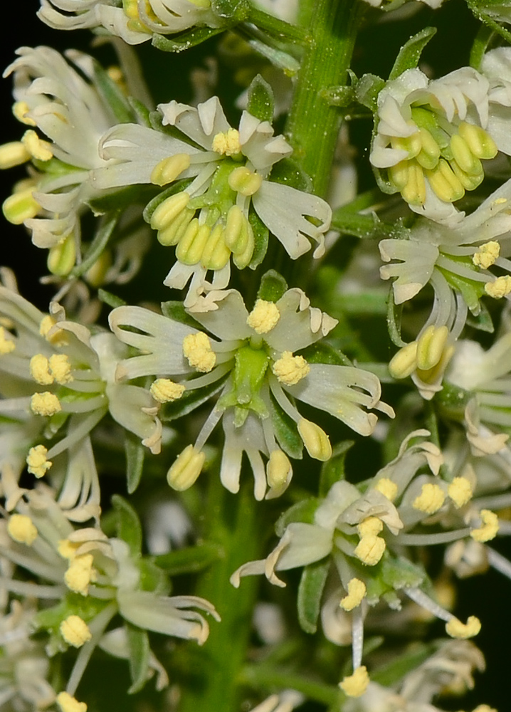 Image of Reseda alba specimen.