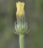 Picris pauciflora