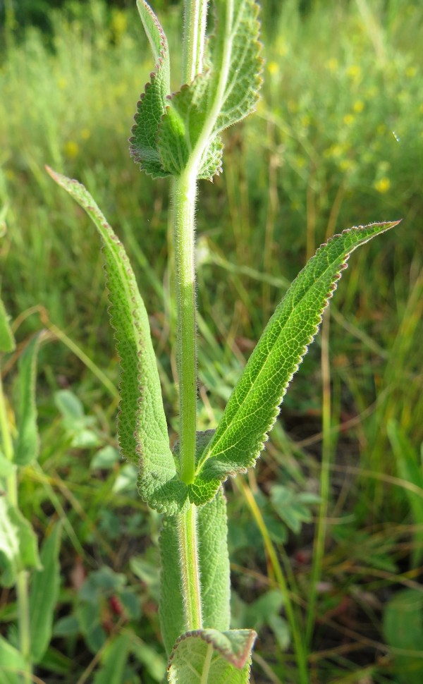 Image of Salvia deserta specimen.