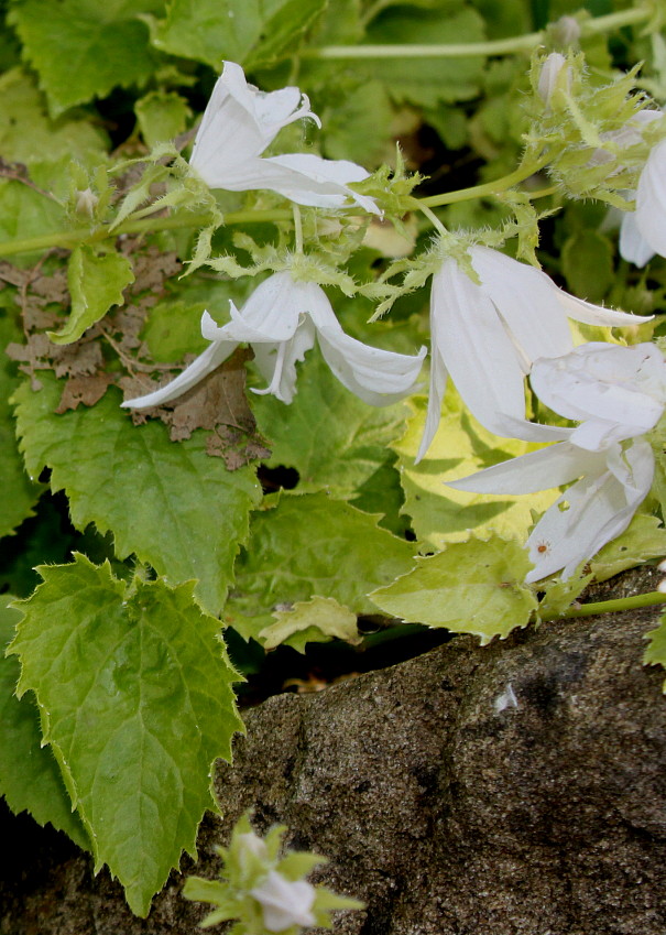 Изображение особи Campanula garganica.