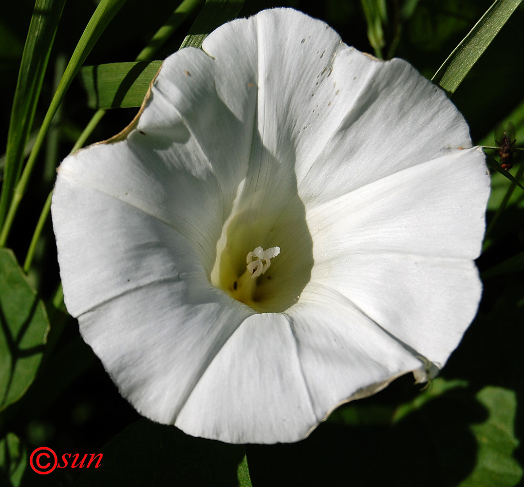 Изображение особи Calystegia sepium.