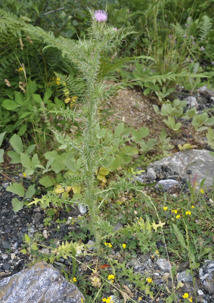 Изображение особи Cirsium creticum.