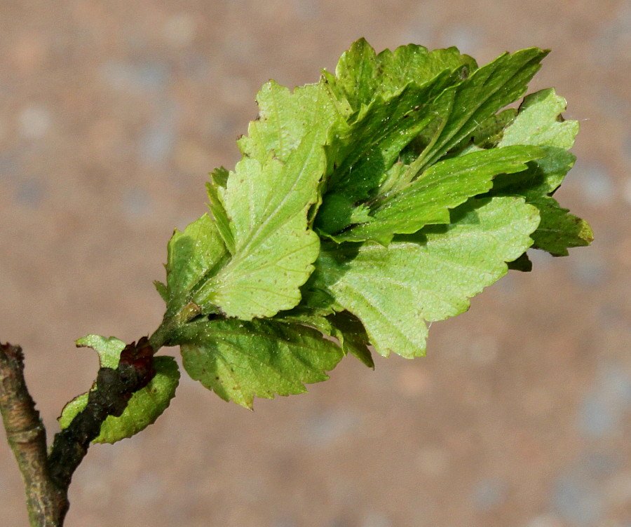 Image of Carpinus turczaninowii specimen.