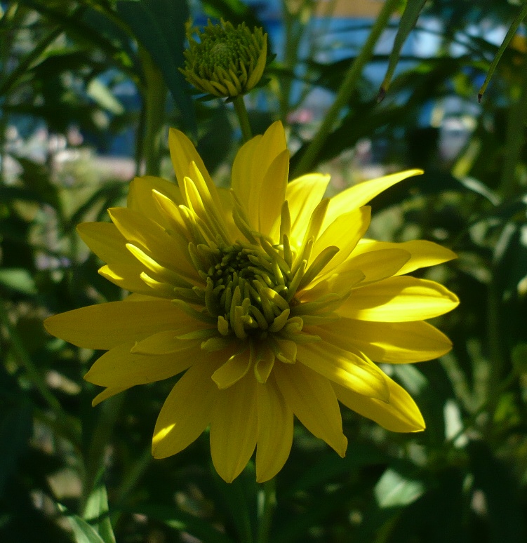 Image of Rudbeckia laciniata var. hortensia specimen.