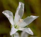 Linum usitatissimum. Цветок. Германия, г. Дюссельдорф, Ботанический сад университета. 03.07.2014.