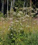 Angelica sylvestris. Цветущее растение. Московская обл., Раменский р-н, окр. ж.-д. платформы Хрипань, просека под ЛЭП. 22.07.2014.