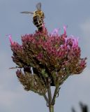 Verbena bonariensis. Соцветие с фуражирующей пчелой. Германия, г. Крефельд, Ботанический сад. 06.09.2014.
