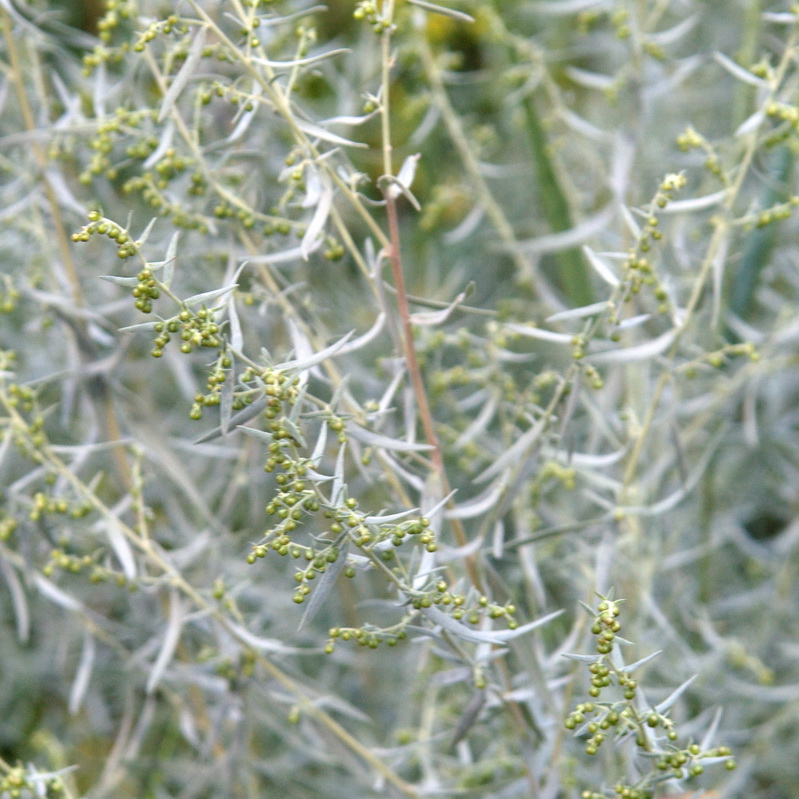 Image of Artemisia glauca specimen.