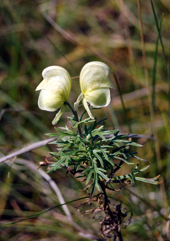 Image of Aconitum anthoroideum specimen.