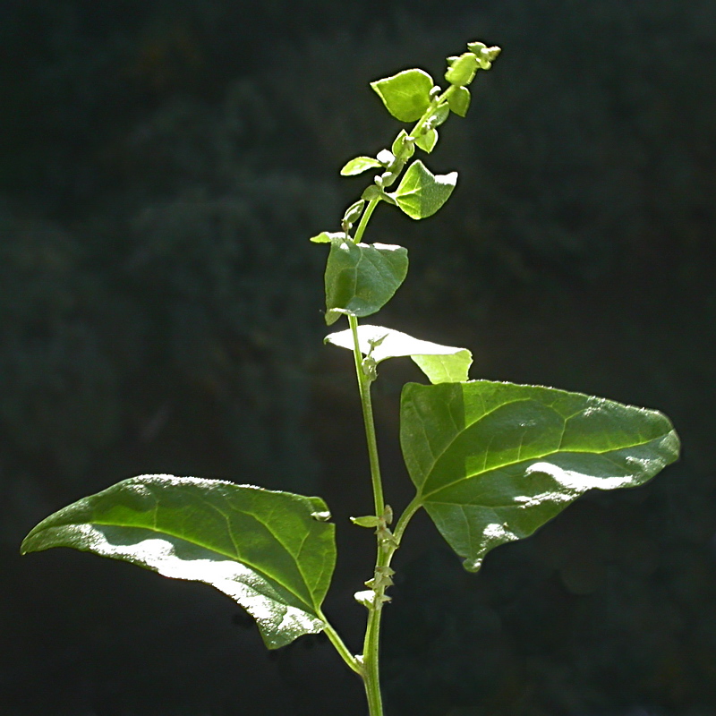 Image of Atriplex sagittata specimen.