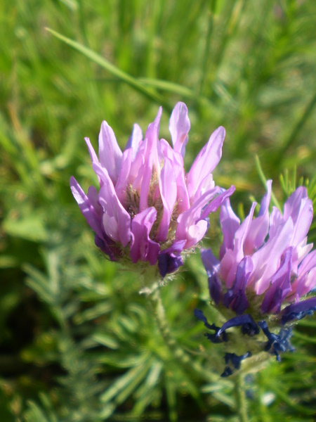 Image of Astragalus onobrychis specimen.