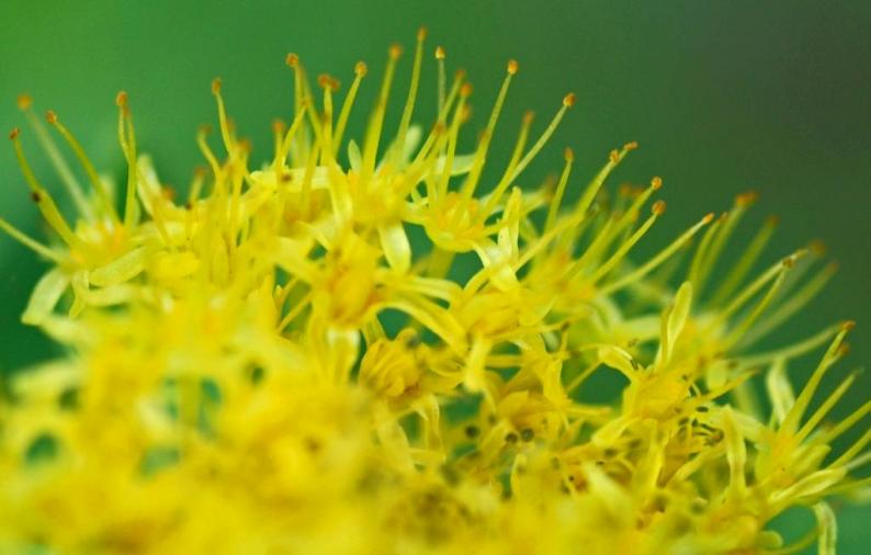 Image of Rhodiola rosea specimen.