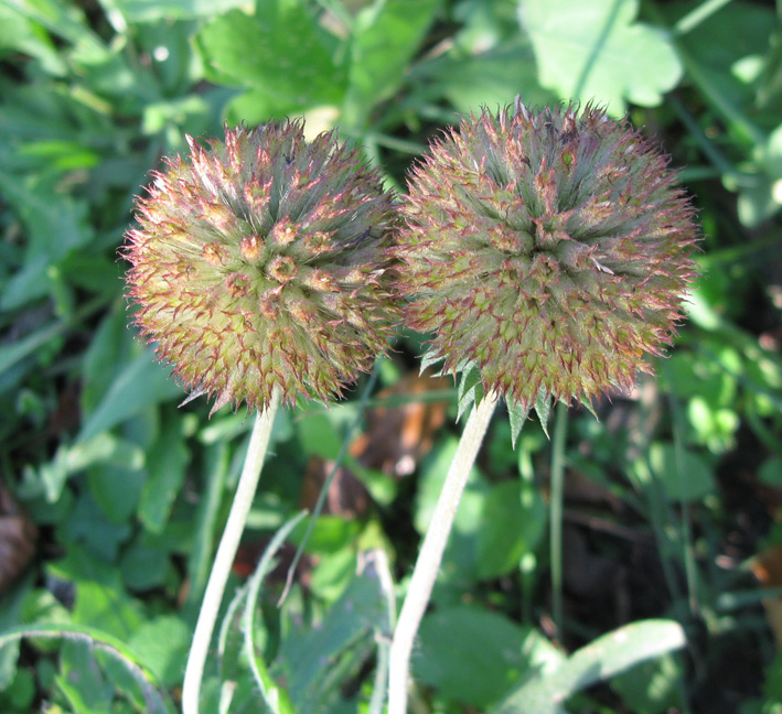 Image of Gaillardia aristata specimen.