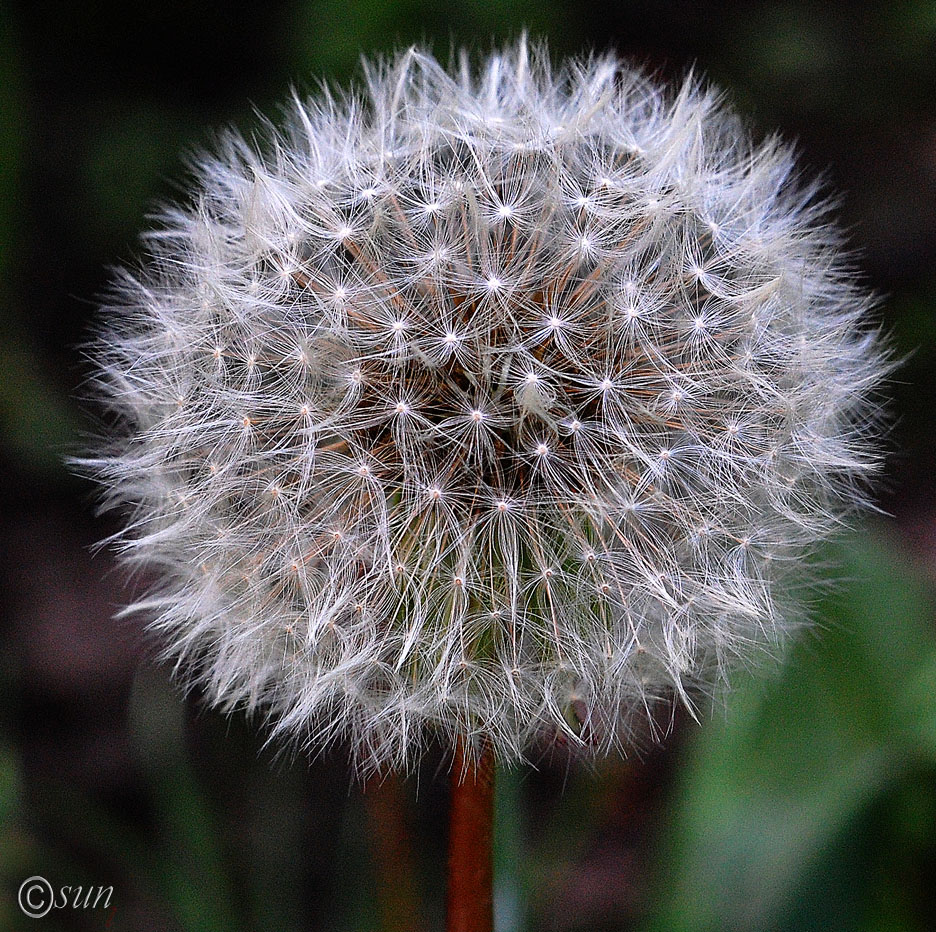 Изображение особи Taraxacum officinale.