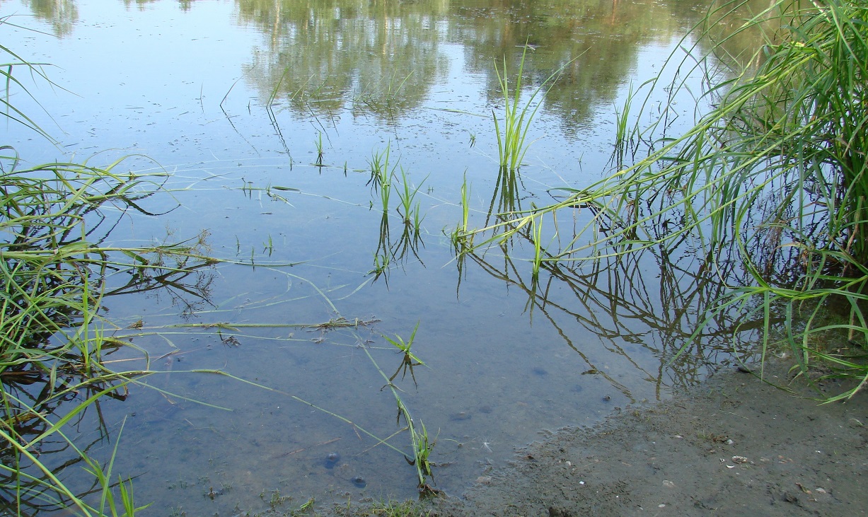 Image of Scirpus radicans specimen.