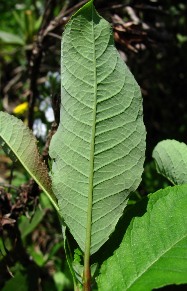 Image of Salix caucasica specimen.