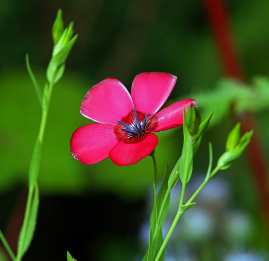 Image of Linum grandiflorum specimen.