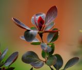 Berberis form atropurpurea