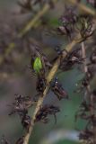 Veratrum lobelianum