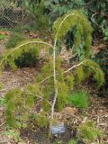 Lagarostrobos franklinii. Молодое растение. США, Калифорния, Сан-Франциско, ботанический сад. 14.02.2014.