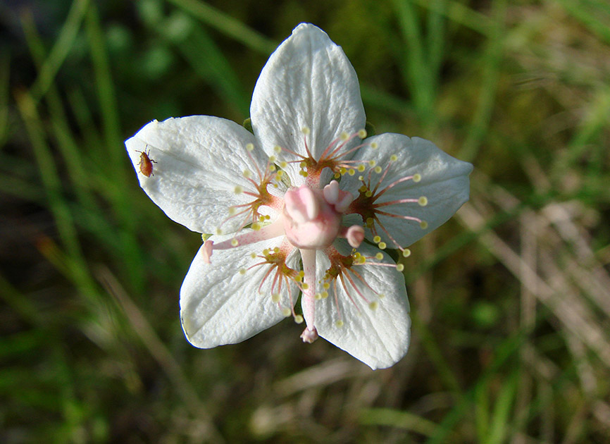 Изображение особи Parnassia palustris.