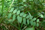 Vicia sylvatica