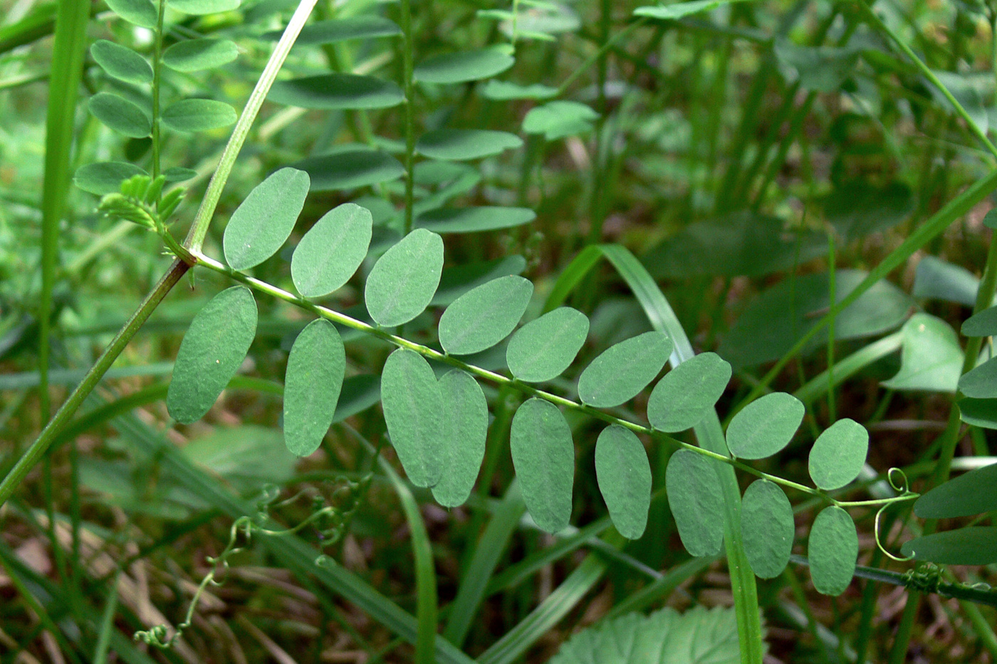 Image of Vicia sylvatica specimen.