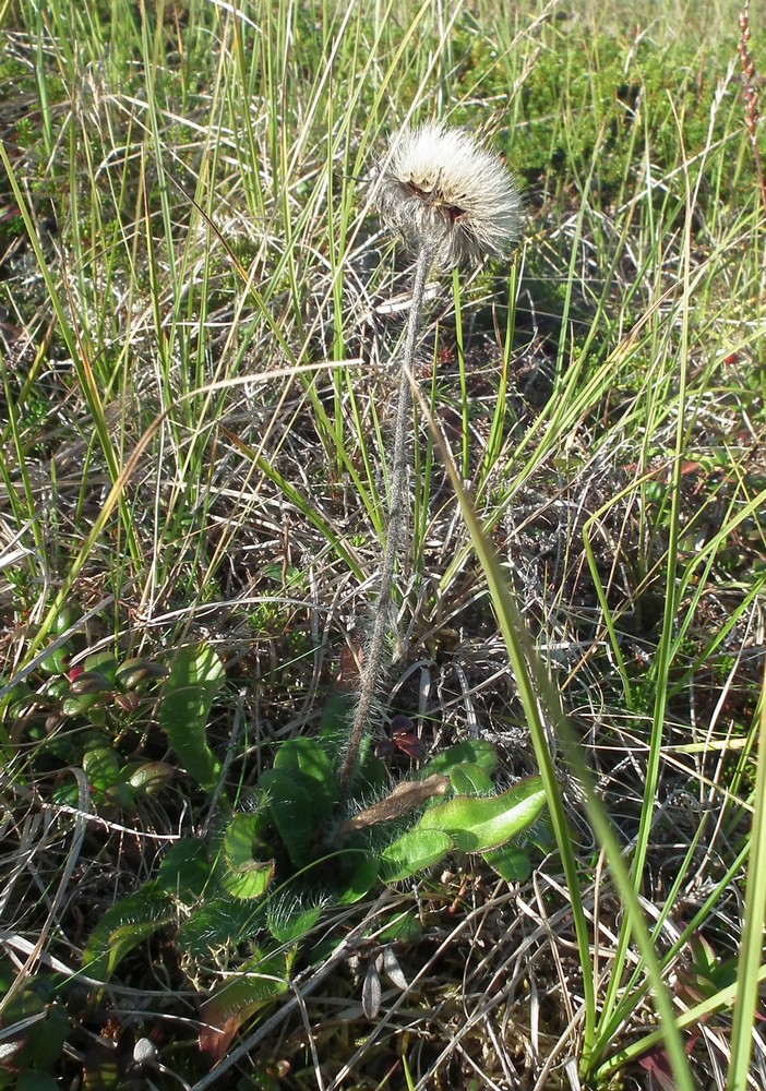 Image of Pilosella laticeps specimen.